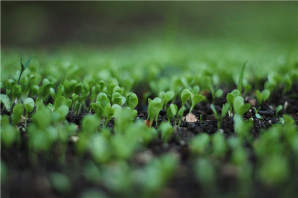 植物冠層分析儀